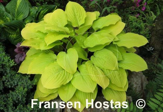 Hosta Fire Island